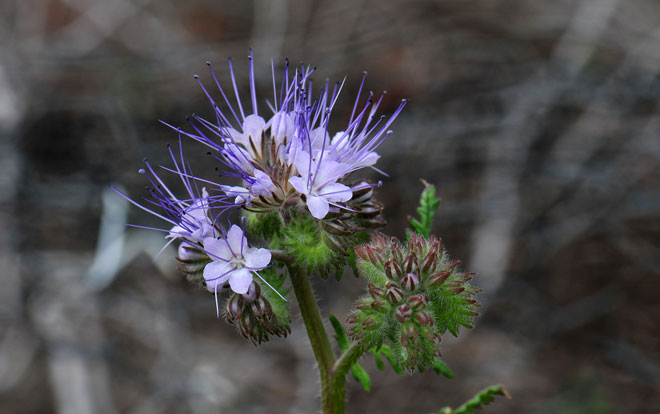 Lacy Phacelia has showy flowers ranging from blue to lavender-blue. The flowers are bell-shaped without stems in a scorpioid type flowering stalk. The fruit is a capsule. Phacelia tanacetifolia